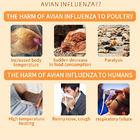 Instrucciones para la tarjeta de detección rápida del antígeno de la gripe aviar (H5N8) proveedor
